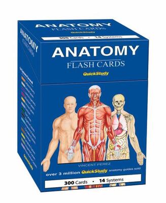 Anatomy Flash Cards