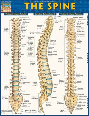 Spine