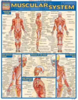 Muscular System