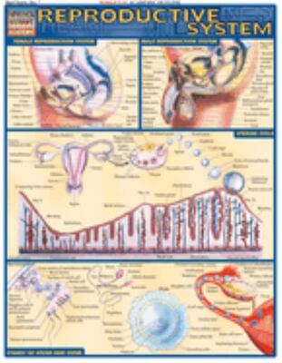 Reproductive System