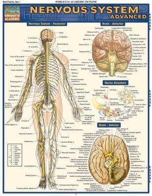 Nervous System: Advanced