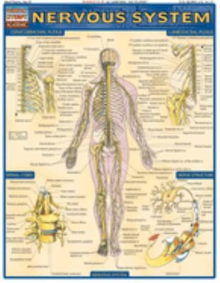 Nervous System