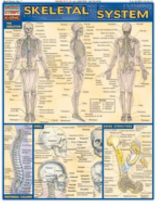 Skeletal System