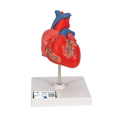 Classic Heart Model