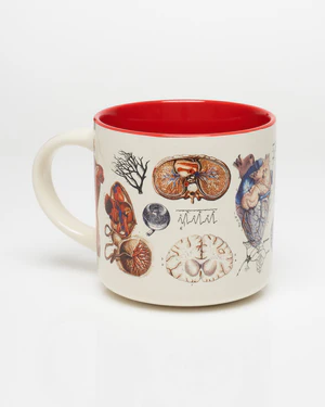 Ceramic Mug Vascular Anatomy